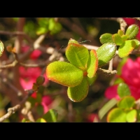Azalee - Azalea Hinomayo (fam. Ericacees) (6)